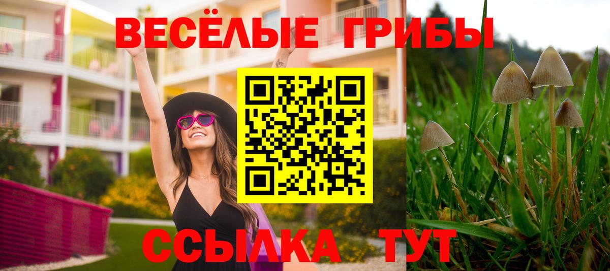 Псилоцибиновые грибы GOLDEN TEACHER  где найти наркотики  Буйнакск  Вход с VPN 
